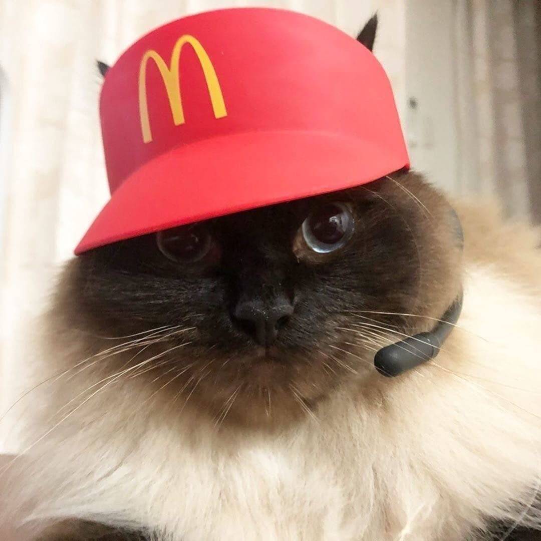 Смешные авы с котиками. Кот в кепке. Кошка в шляпке. Кот в шапке. Кот в фуражке.