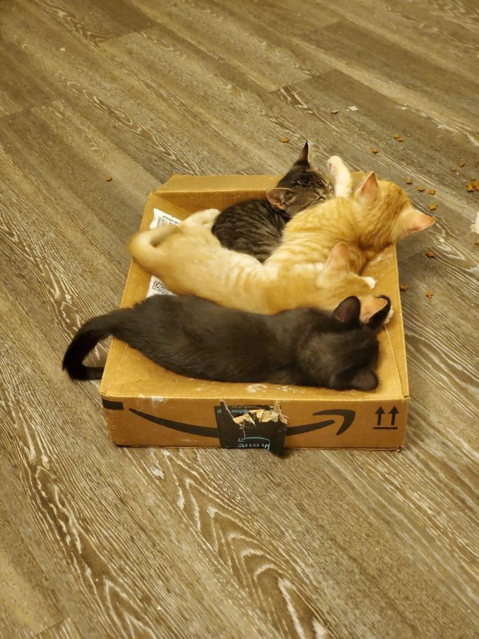 Самое интересное : Котики и их необъяснимая любовь к коробкам
