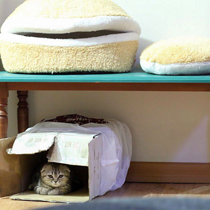 Самое интересное : Котики и их необъяснимая любовь к коробкам