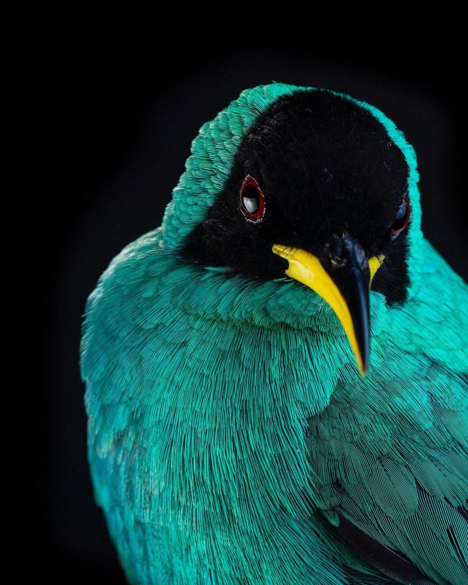 Самое интересное : Птицы на фотографиях Шона Грассера