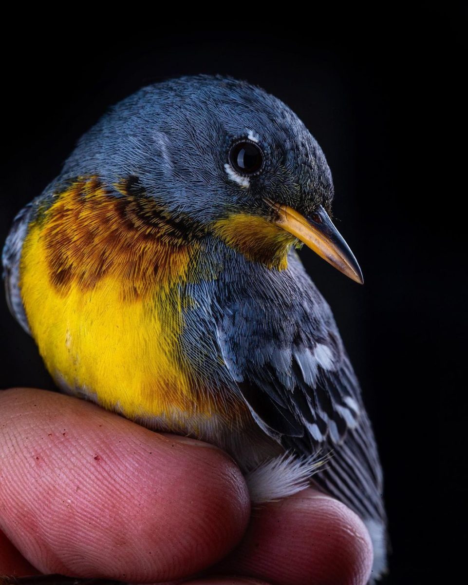 Самое интересное : Птицы на фотографиях Шона Грассера