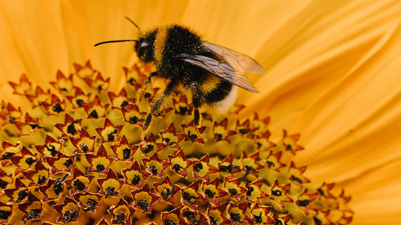 Самое интересное : Рій бджіл на продаж: вибір, ціни та умови придбання - Обговорення різних аспектів придбання роїв бджіл