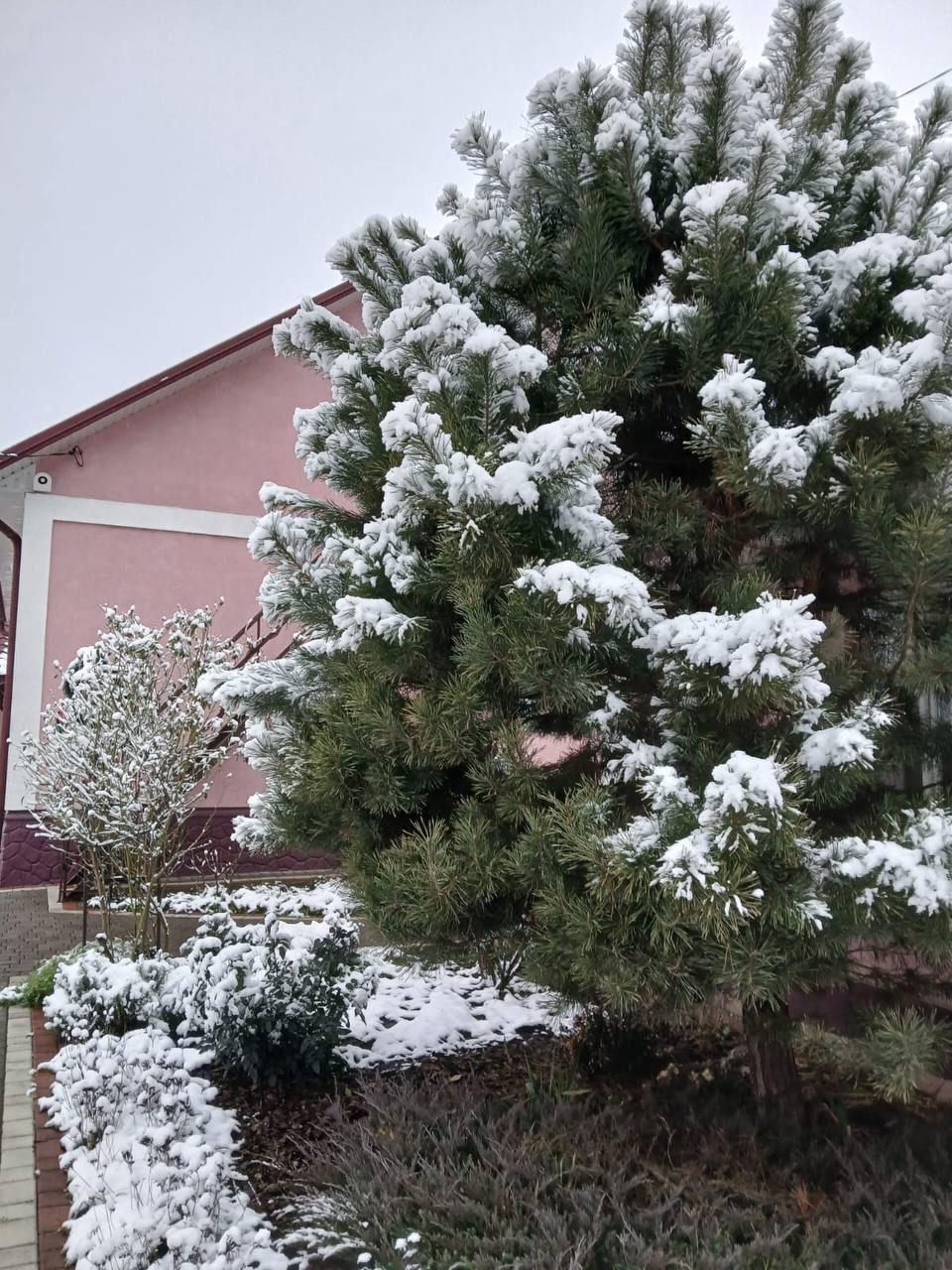 Історії та анекдоти : Тато почистив сосну і нічого не сказав мамі