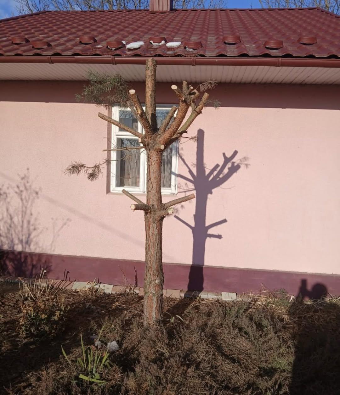 Історії та анекдоти : Тато почистив сосну і нічого не сказав мамі